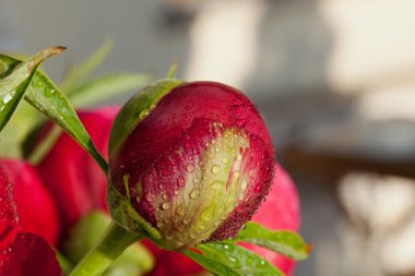 yağmur sonra peony çiçek tomurcuğu