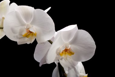 izole siyah üzerine beyaz orkide