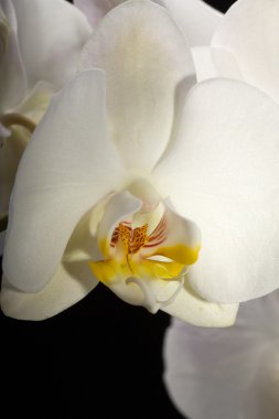 izole siyah üzerine beyaz orkide