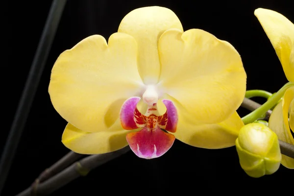 Yellow orchid isolated on black — Stock Photo, Image