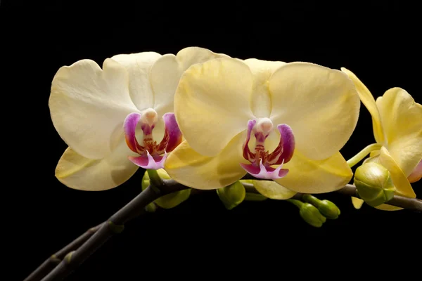 Yellow orchid isolated on black — Stock Photo, Image