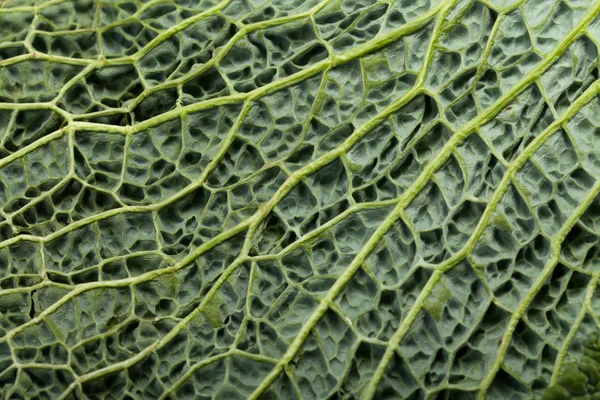 Hoja de col de col fresca como textura — Foto de Stock