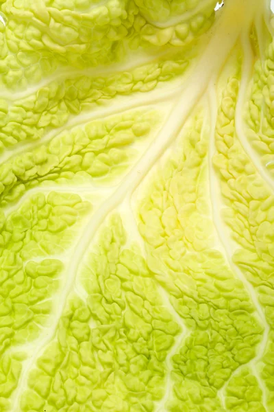 Fresh savoy cabbage leaf as a texture — Stock Photo, Image