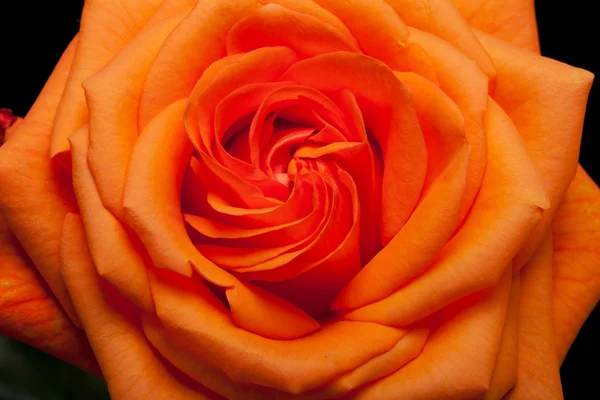 Imagen de cerca de una rosa naranja — Foto de Stock