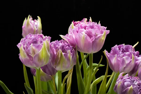 Piękne fioletowe tulipany crispa na białym tle nad czarny — Zdjęcie stockowe
