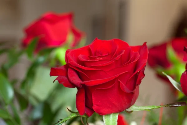 Rosa rossa da vicino — Foto Stock