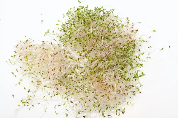 건강에 좋은 식사. 흰 배경에 분리 된 싱싱 한 싹들 — 스톡 사진