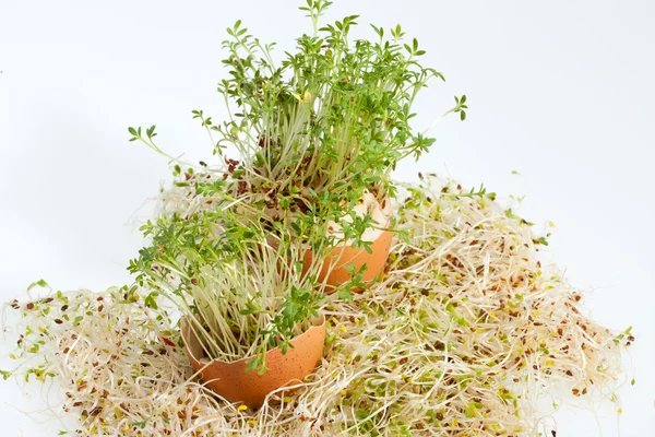 Brotes de alfalfa fresca y huevo de Pascua de primavera — Foto de Stock