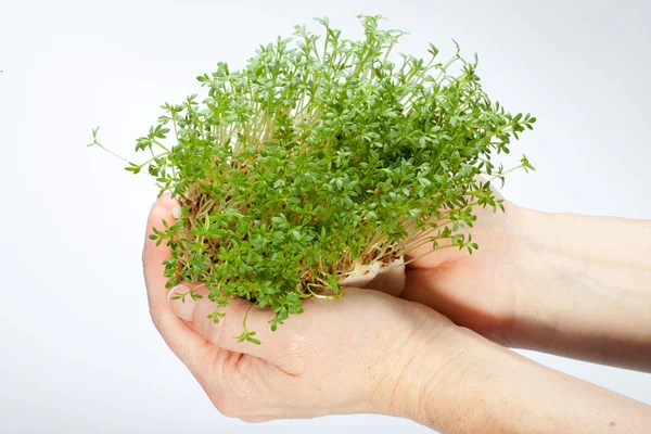 Fresh cress in the hand isolated on white background — Stock Photo, Image