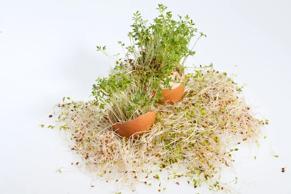 Fresh Alfalfa Sprouts and Spring Easter Egg — Stock Photo, Image