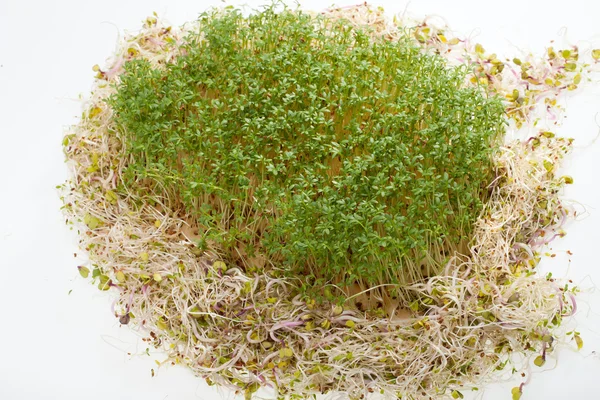 Fresh alfalfa sprouts and cress on white background — Stock Photo, Image