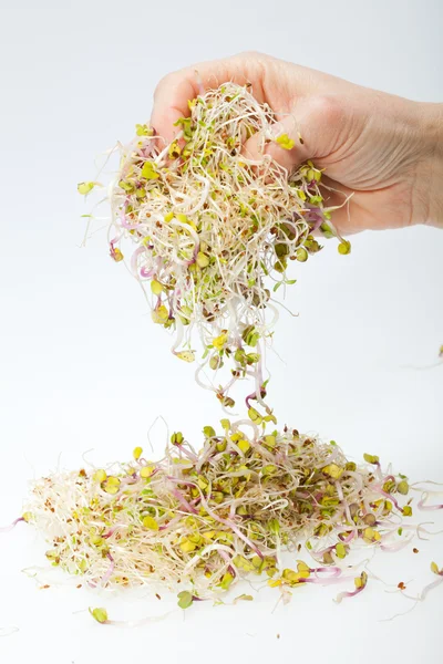 Brotes frescos de alfalfa aislados sobre fondo blanco — Foto de Stock