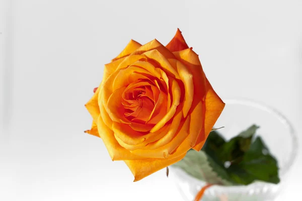 Orange einzelne Rose isoliert auf weißem Hintergrund — Stockfoto