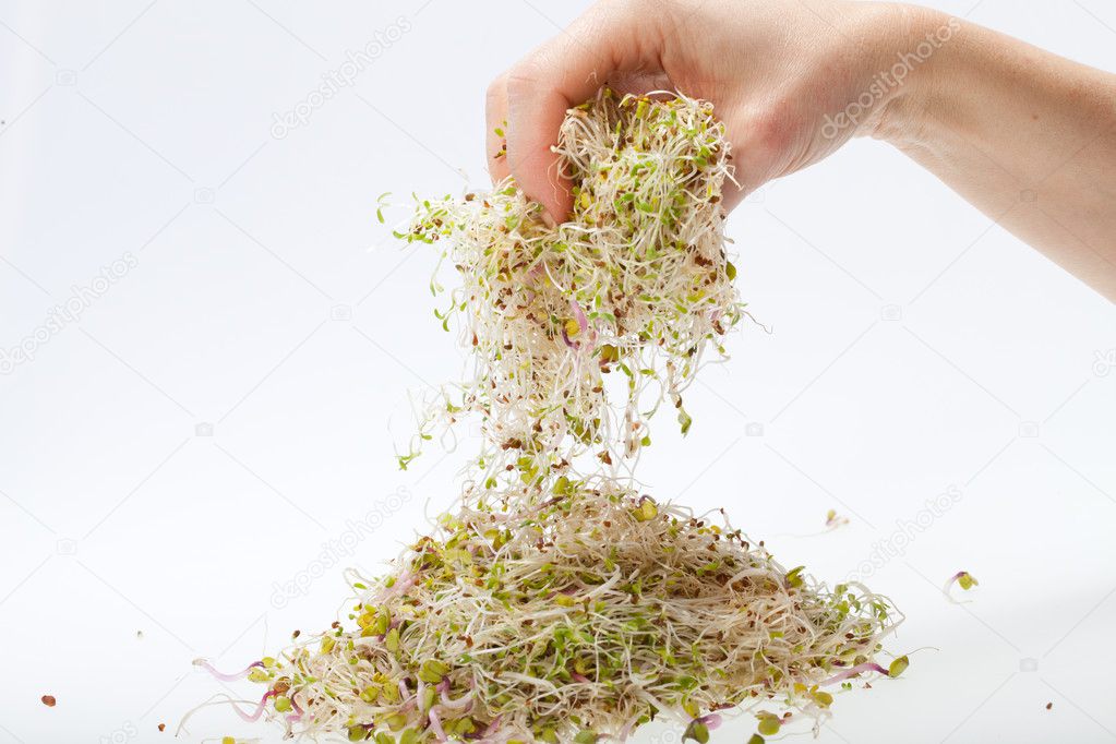 新鲜苜蓿芽上孤立的白色背景 图库照片 C Wjarek 新鲜苜蓿芽上孤立的白色背景 图库照片 C Wjarek
