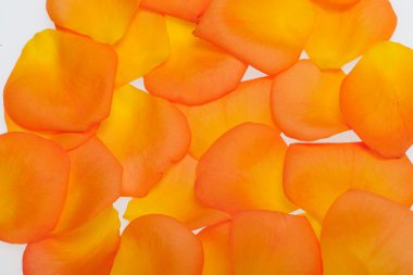 Beyaz arka plan üzerinde izole turuncu gül yaprakları