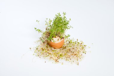 Taze Alfalfa Filizleri ve Paskalya Yumurtası