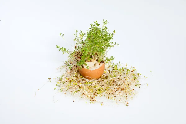 Fresh Alfalfa Sprouts and Spring Easter Egg — Stock Photo, Image