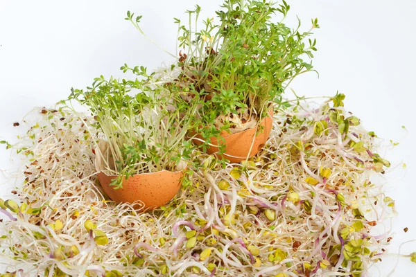 Brotes de alfalfa fresca y huevo de Pascua de primavera — Foto de Stock