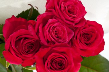 Kırmızı gül yakın plan.