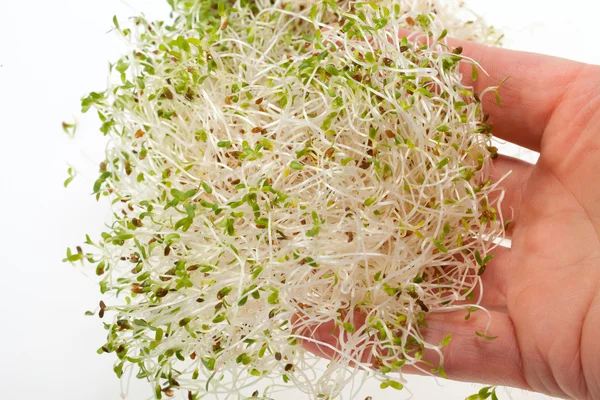 La dieta saludable. Brotes frescos aislados sobre fondo blanco — Foto de Stock