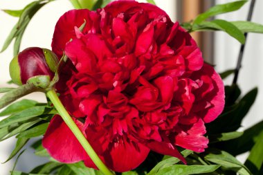 Şakayık çiçeği tomurcuğu