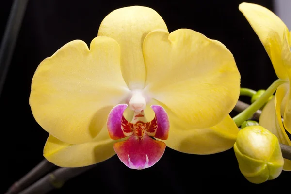 Yellow orchid isolated on black — Stock Photo, Image