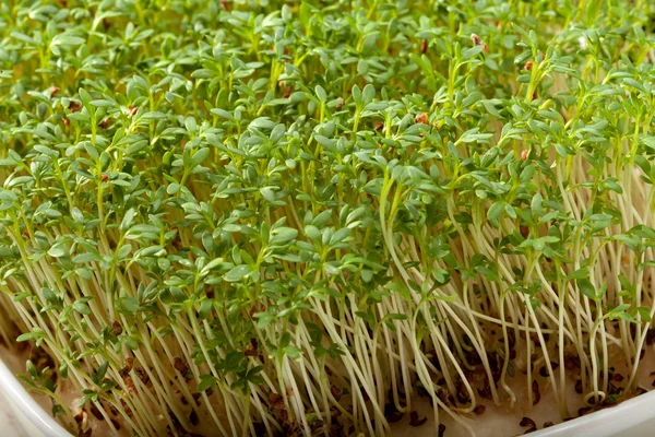 Cress seedlings isolated on white background — Stock Photo, Image