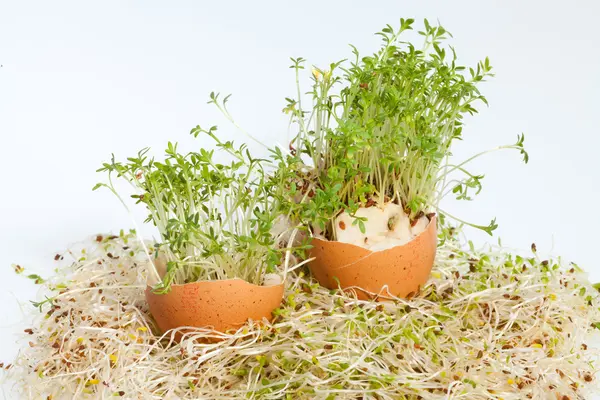 Brotes de alfalfa fresca y huevo de Pascua de primavera — Foto de Stock