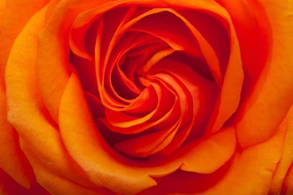 Zamknij się obraz pojedynczy pomarańczowy rose — Zdjęcie stockowe