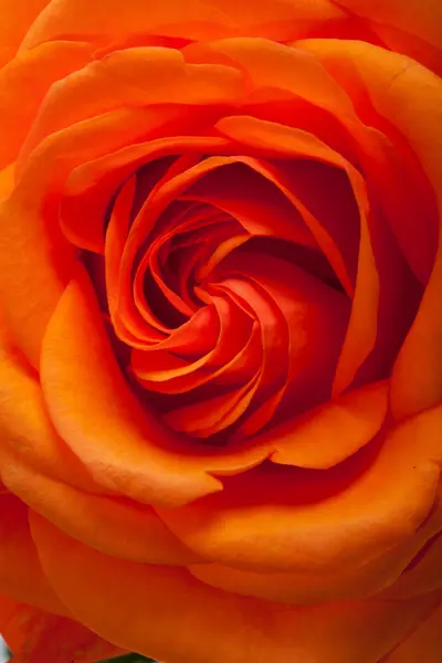 Close up image of single orange rose — Stock Photo, Image