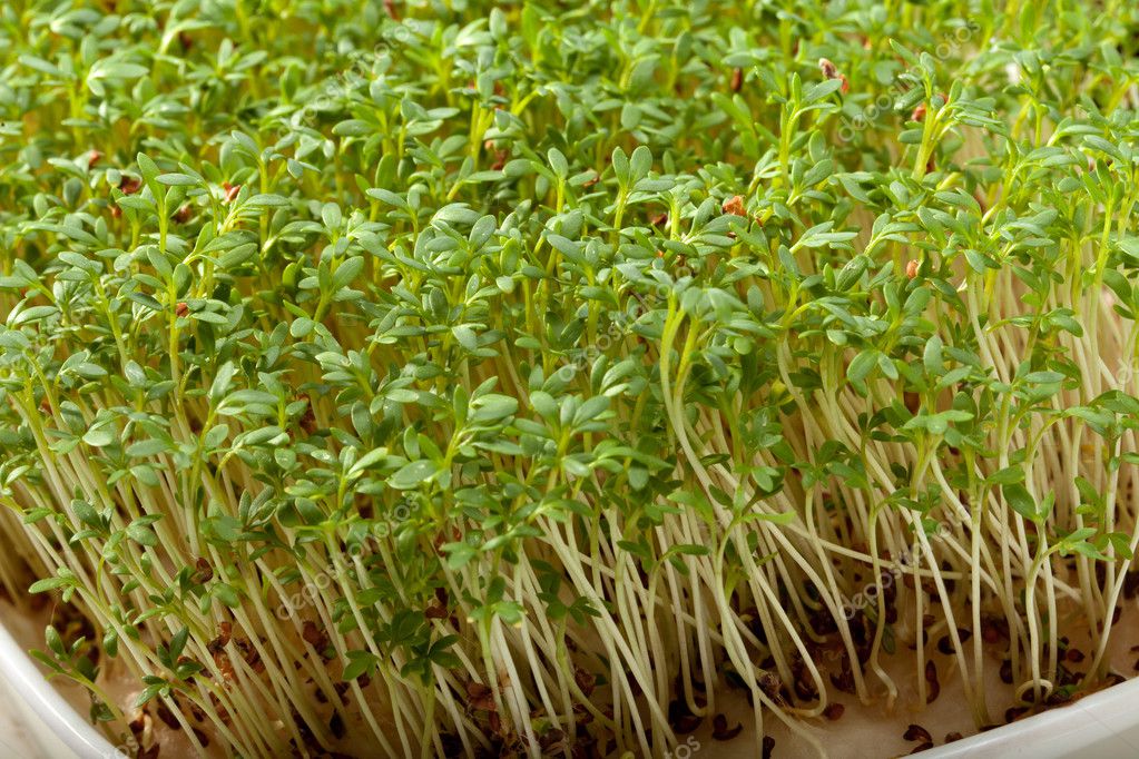 cress seedlings isolated on white background