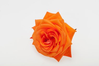 Beyaz arka plan üzerinde izole turuncu tek gül