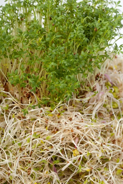 Fresh alfalfa sprouts and cress on white background — Stock Photo, Image