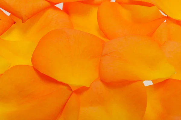 Blütenblätter der orangefarbenen Rose auf weißem Hintergrund — Stockfoto