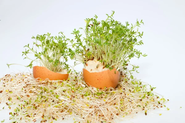 Brotes de alfalfa fresca y huevo de Pascua de primavera — Foto de Stock