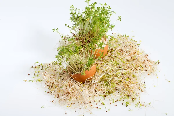 Brotes de alfalfa fresca y huevo de Pascua de primavera — Foto de Stock