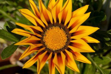 güzel gazania çiçek