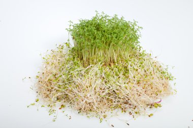 taze Yonca filizi ve tere beyaz zemin üzerine