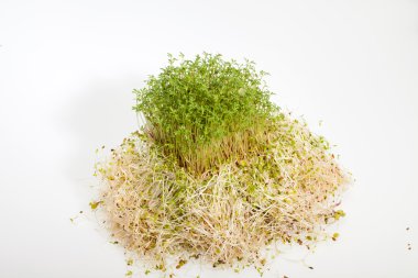 taze Yonca filizi ve tere beyaz zemin üzerine