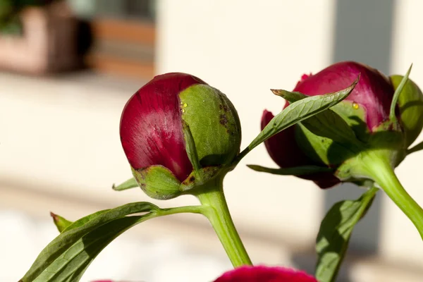 Бутон цветка пиона — стоковое фото