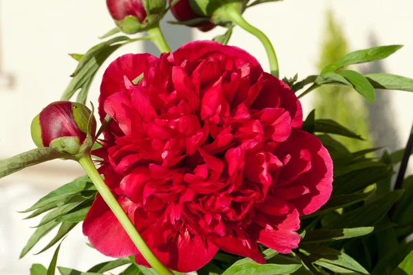 Pączek kwiatu piwonii — Zdjęcie stockowe