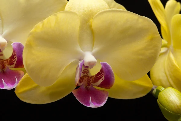 Yellow orchid isolated on black background — Stock Photo, Image