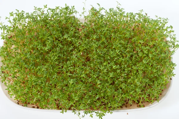 Cress seedlings isolated on white background — Stock Photo, Image