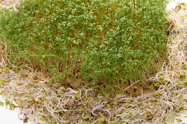 Fresh alfalfa sprouts and cress on white background — Stock Photo, Image