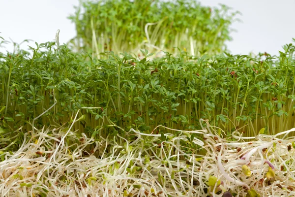 Fresh alfalfa sprouts and cress on white background — Stock Photo, Image