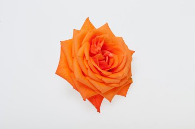 Tek turuncu gül görüntü kadar yakın