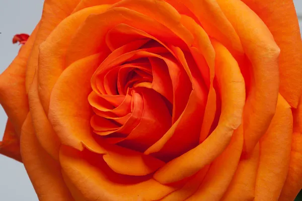 Close up image of single orange rose — Stock Photo, Image