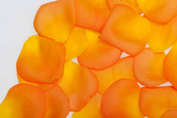 Лепестки оранжевой розы изолированы на белом фоне — стоковое фото