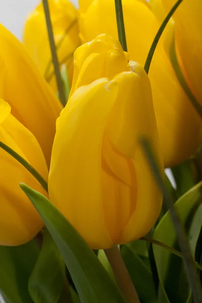 Tulipas amarelas isoladas em fundo branco — Fotografia de Stock