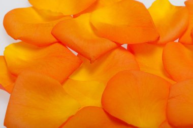 Beyaz arka plan üzerinde izole turuncu gül yaprakları